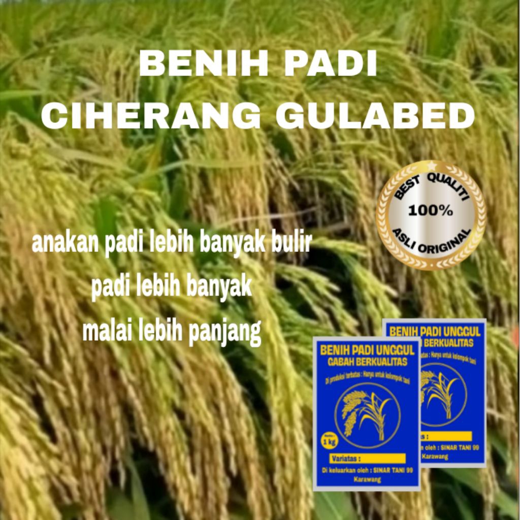 BENIH PADI CIHERANG GULABED MALAI PANJANG BERKUALITAS 1 kg