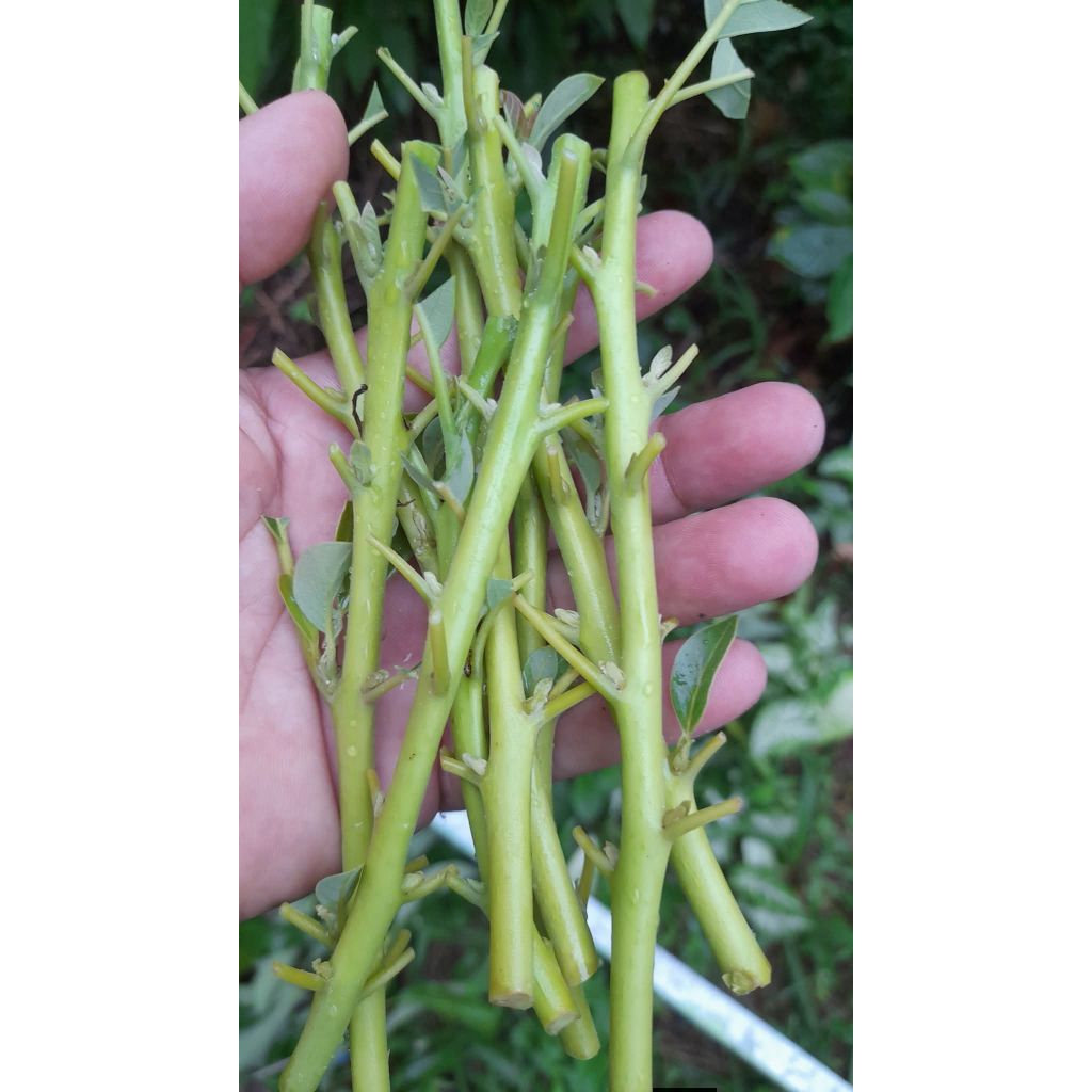 Entres alpukat cuba valid