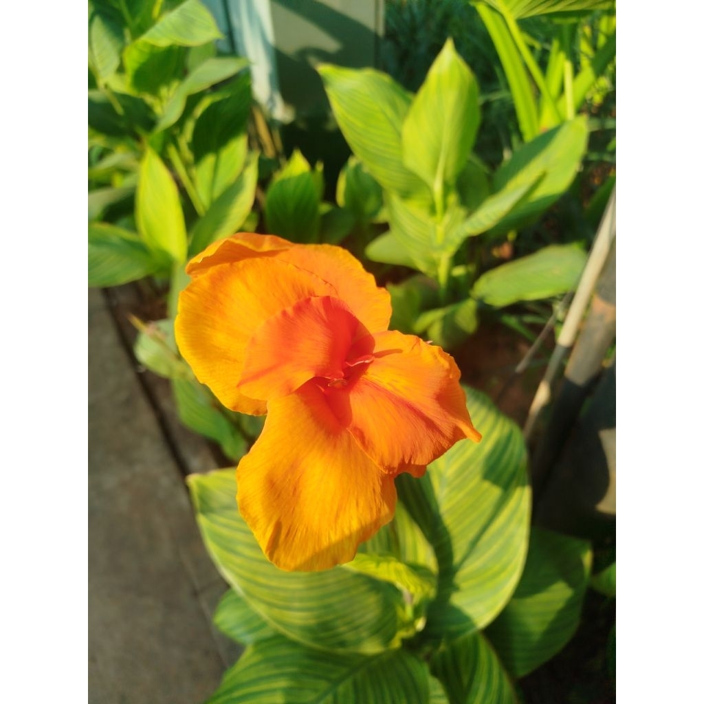 membership kit 2025 joshua