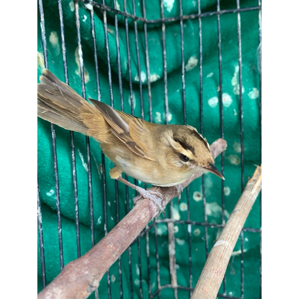 Kerak Basi Alis Hitam / Sincan Purtotal