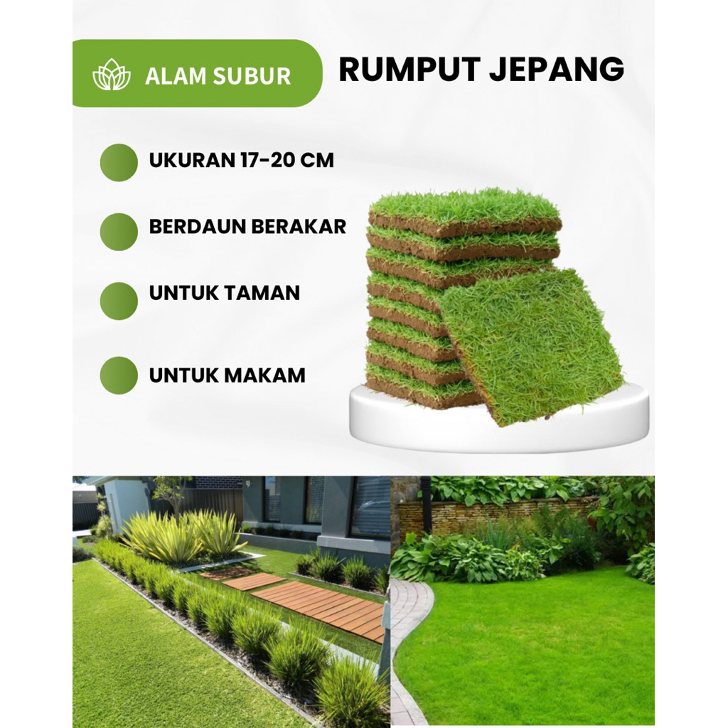 RUMPUT JEPANG 1 KOTAK UKURAN 17-20 CM UNTUK TAMAN KUBURAN