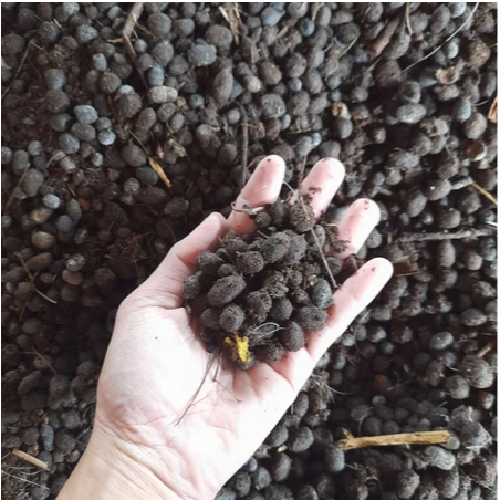 kohe kambing kemasan 1 kg