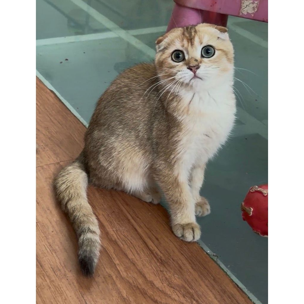 Scottish fold kucing