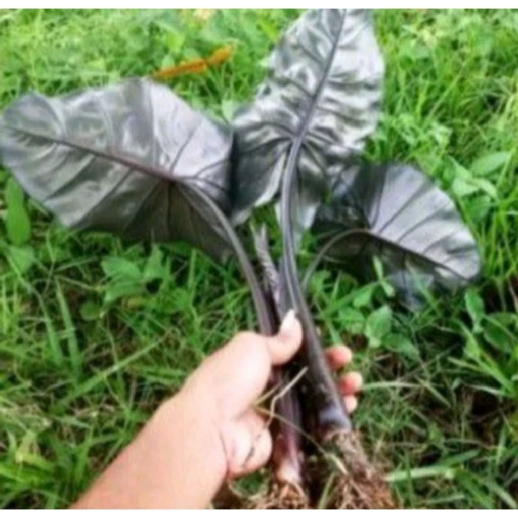 bibit umbi talas hitam per 10 batang