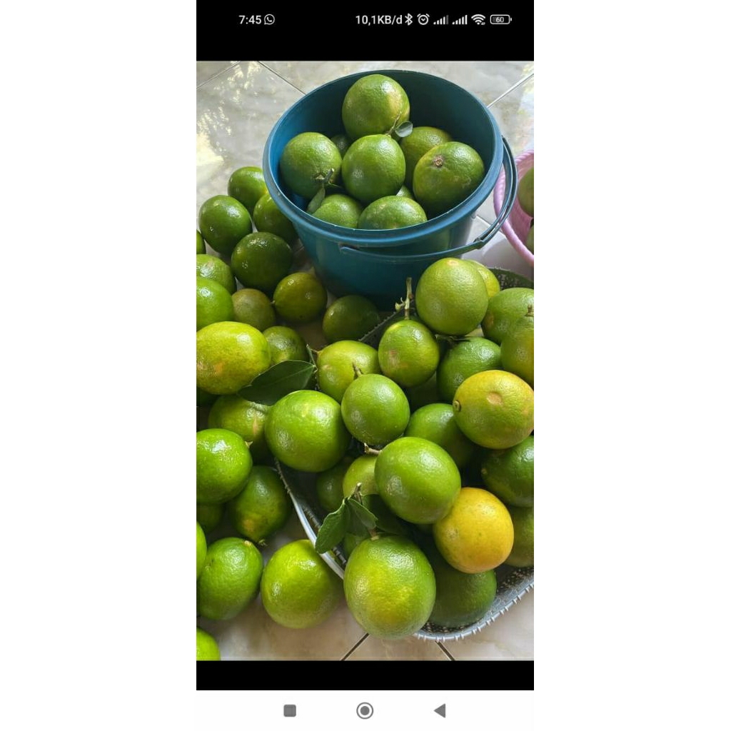 lemon California organik