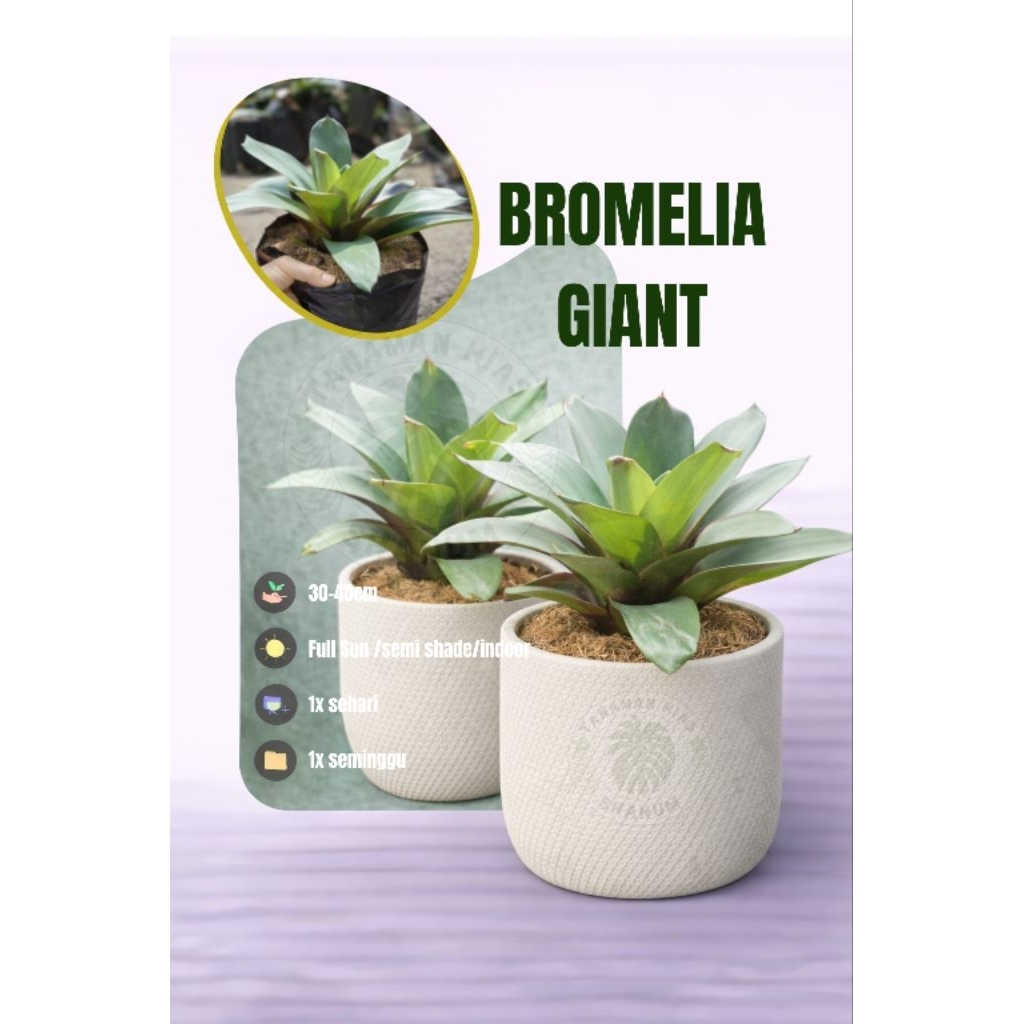 PROMO Tanaman hias bromelia giant - bromelia besar - bromelia - bromelia murah - bromelia