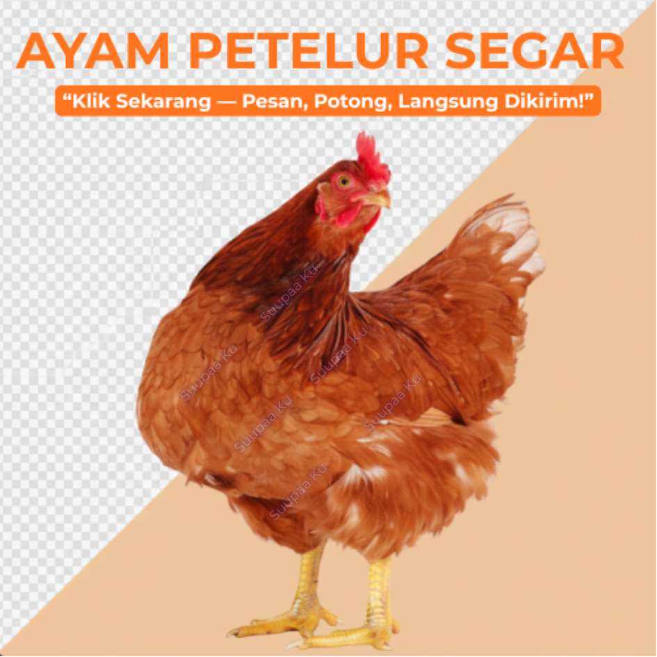 Daging Ayam Petelur Ayam Merah Segar 1.8 - 2Kg Potong Dadakan Bukan Frozen
