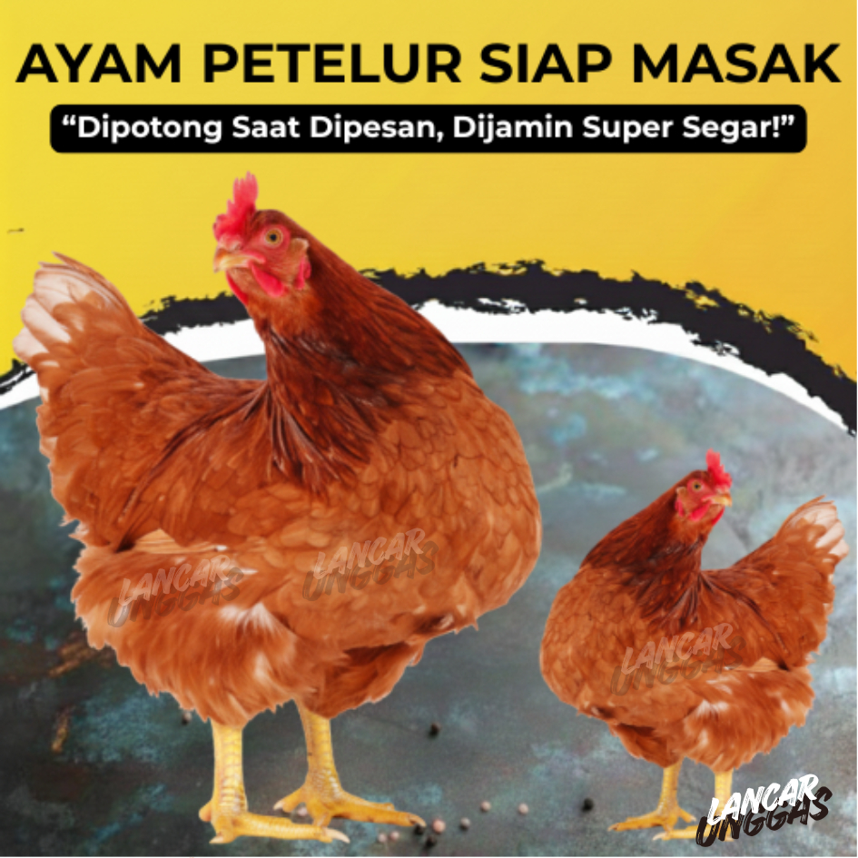 KIRIM INSTAN Ayam Merah Potong Fresh No Frozen Termasuk Ati Ampela