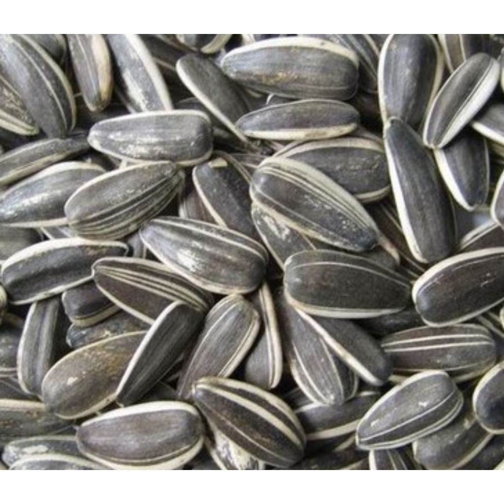 Kuaci Biji Bunga Matahari Original