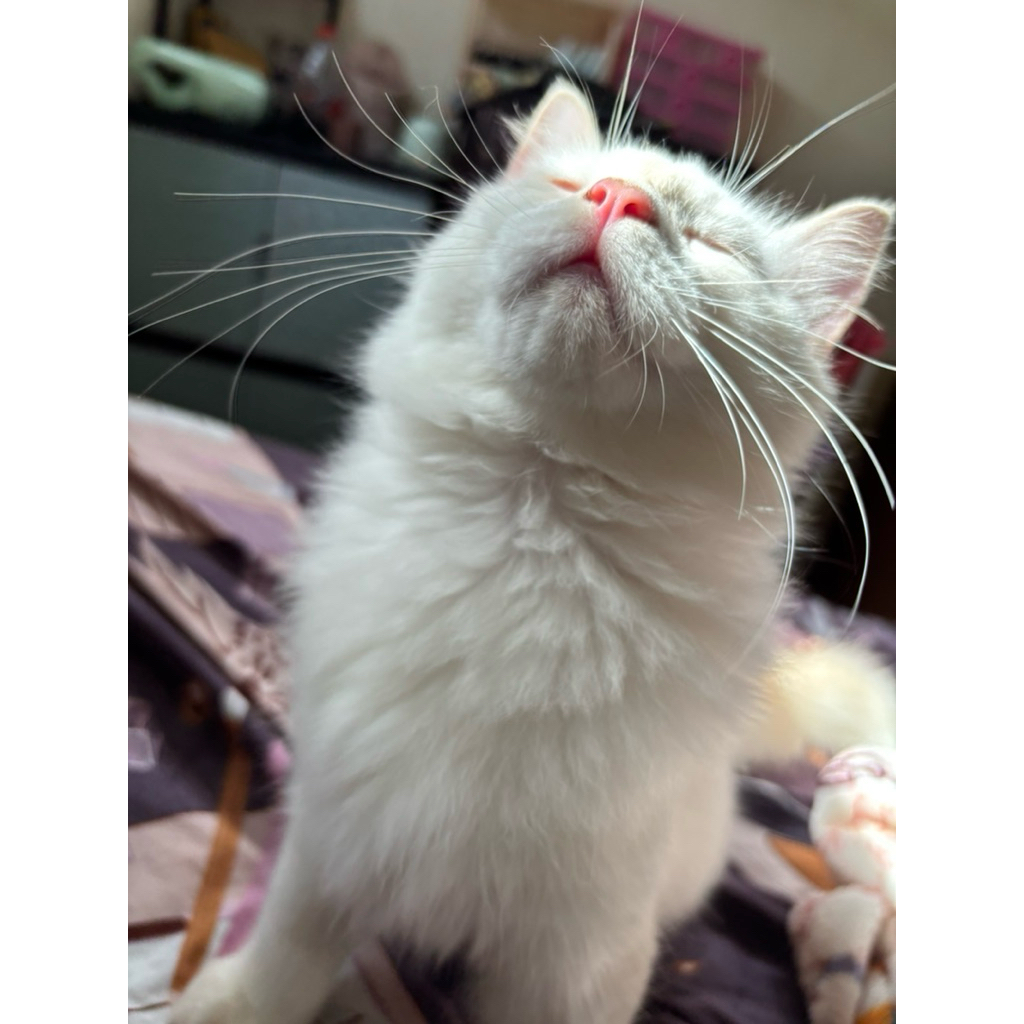 kitten ragdoll jantan