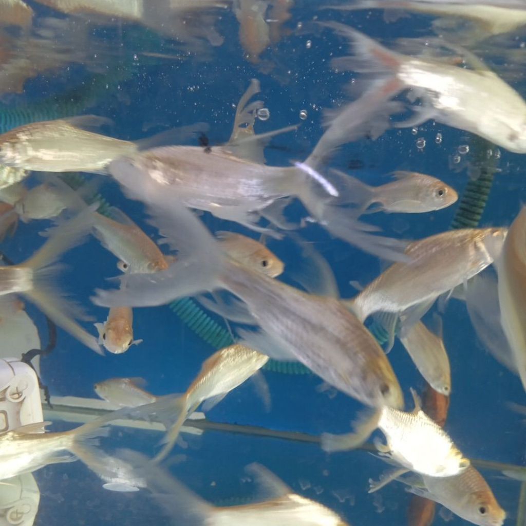 stiker kaviat slayer