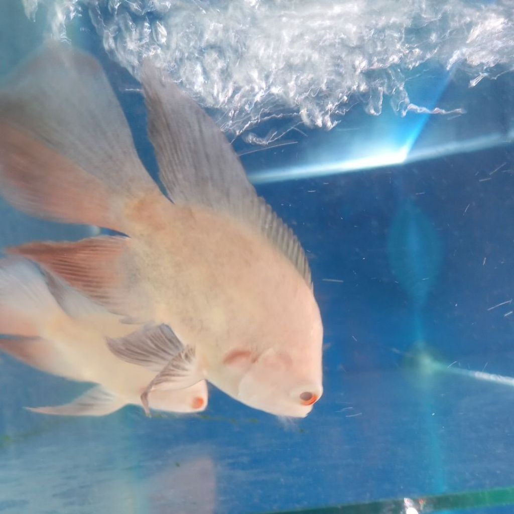 Oscar Albino Slayer Predator Hias