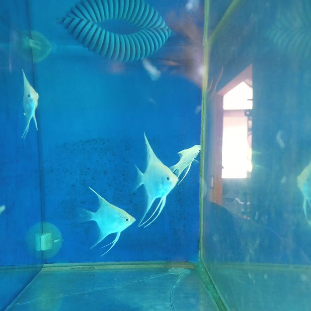Manfish Platinum Kecil