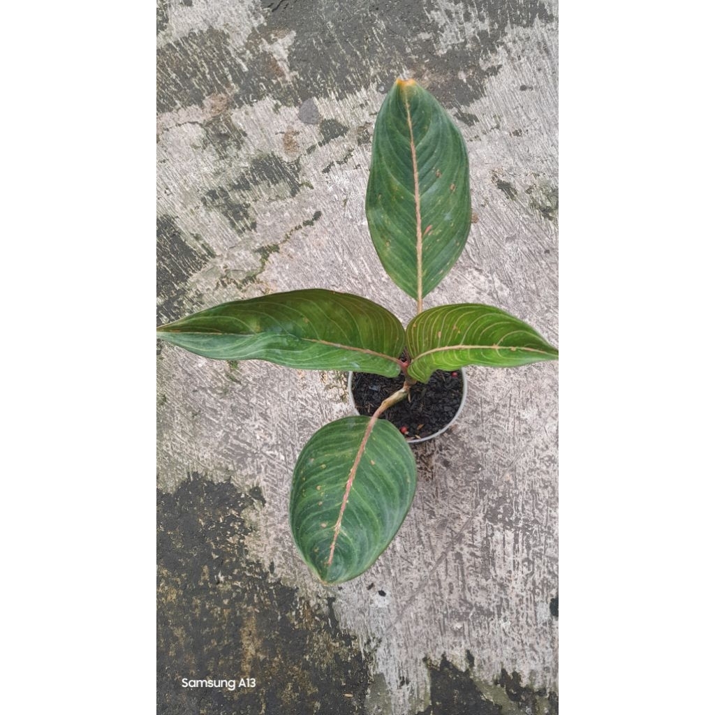 Aglonema ARIMBI Variant (Size Remaja)