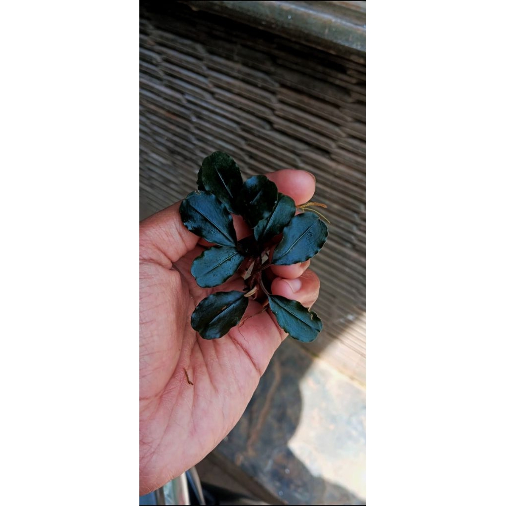bucephalandra brownie metallic