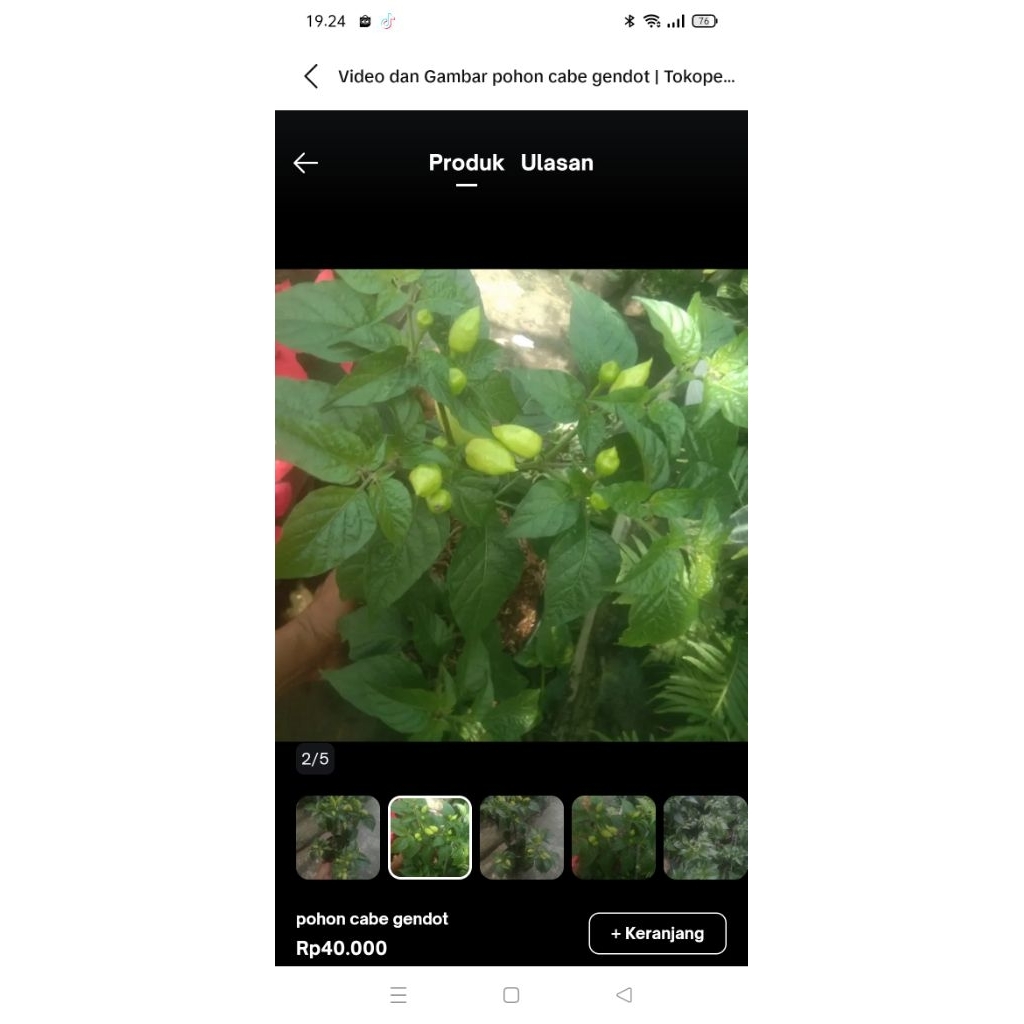 pohon cabe gendot+pot