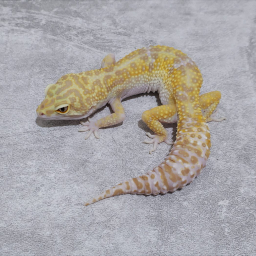 Figur Gecko Tremper Emerine Female