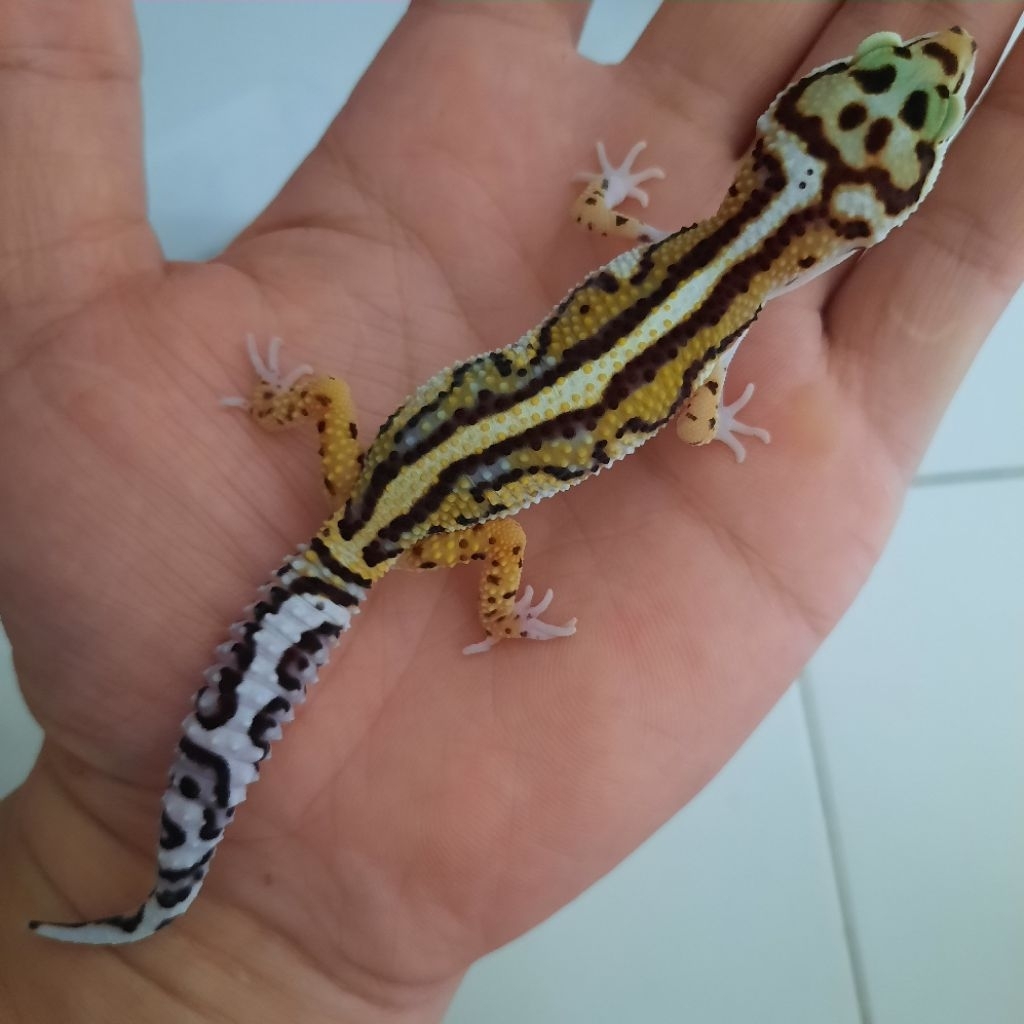 Hiasan Istimewa Gecko Leopard Macksnow Bold Stripe Premium stripe tebal dan rapi
