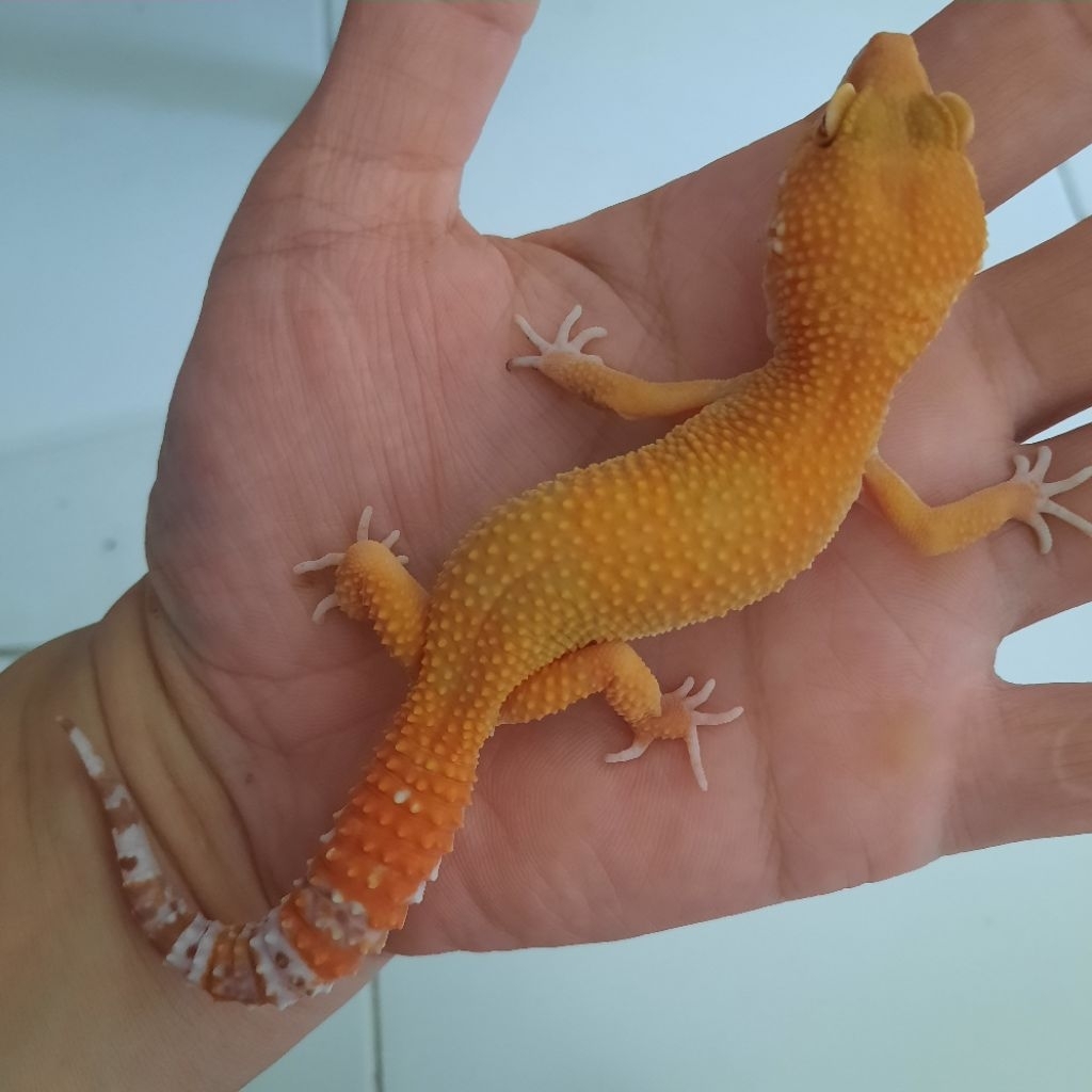 Mainan Anak Baby Gecko Leopard Sunglow Tremper X