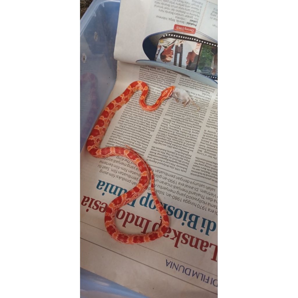 corn snake amel het snow