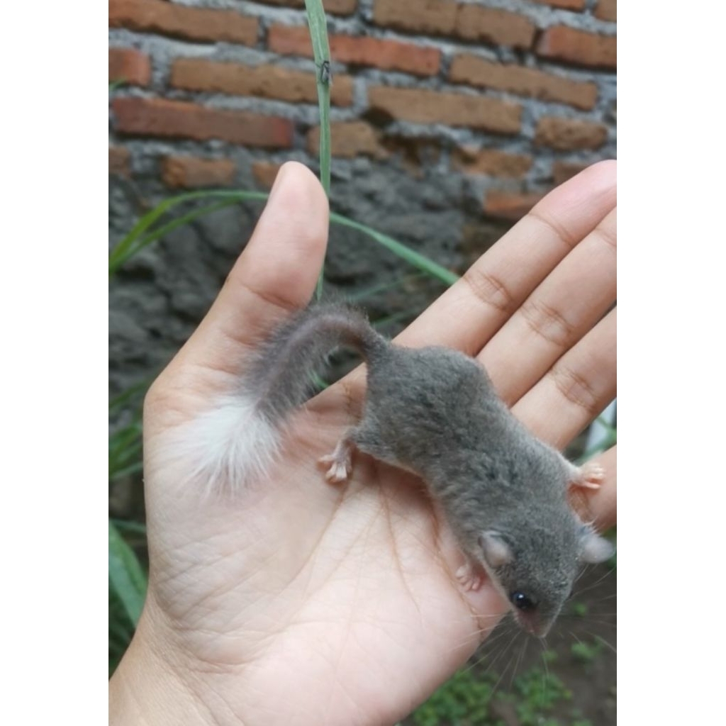 African pigmy dormice