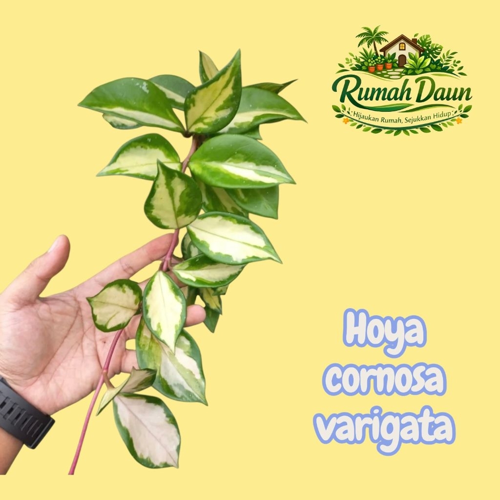 tanaman hias gantung hoya cornosa varigata - hoya varigata