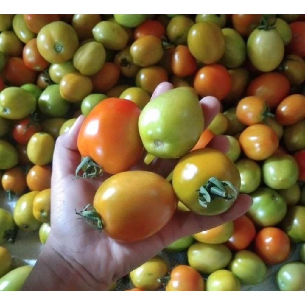 TOMAT SEGAR BESAR LANGSUNG DARI PETANI TOMAT SAYUR | BUAH TOMAT