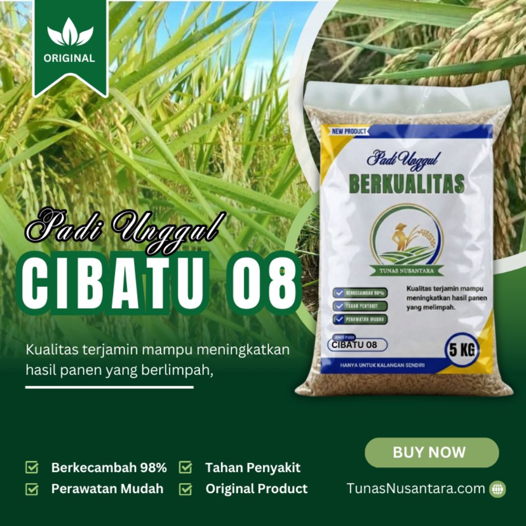 Benih padi unggul berkualitas tinggi CIBATU 08 original kemasan 5kg