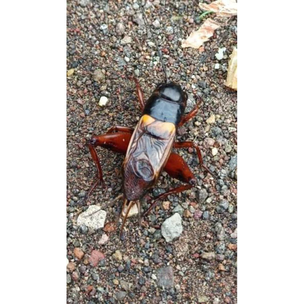 Jangkrik Kalung TERNAKAN bunyi Gacor Untuk Masteran Burung