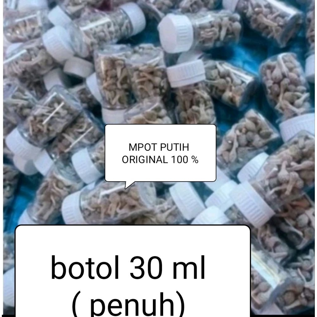 empot putih/albino  Madura asli 100 %