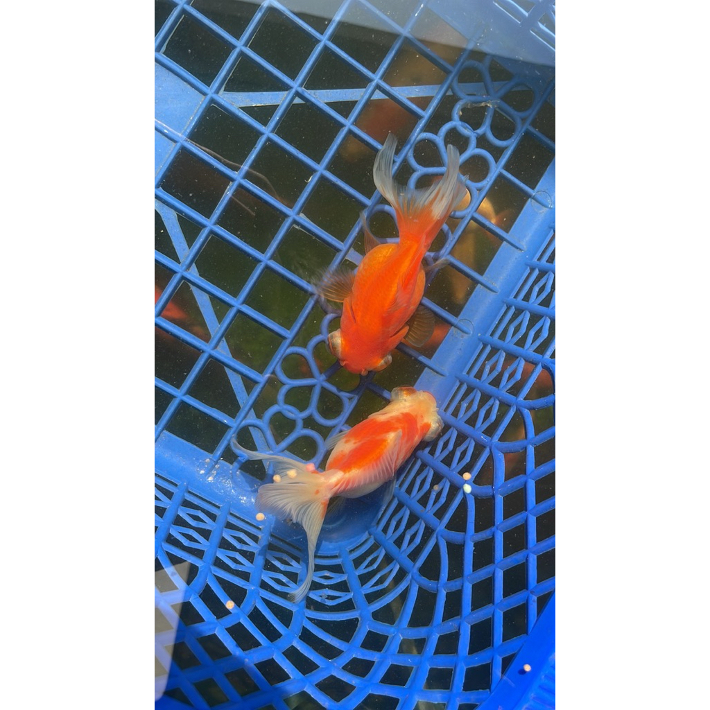 koki demekin RW & SAKURA 10cm 3jari setengah