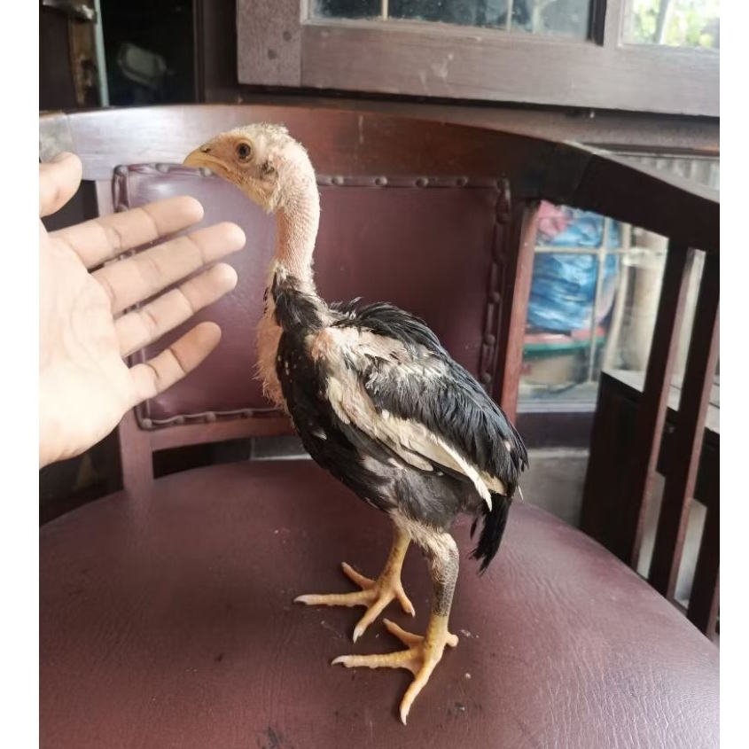 ayam saigon x , anakan