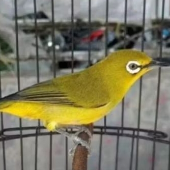 Pleci Dakun Pacitan Pilihan