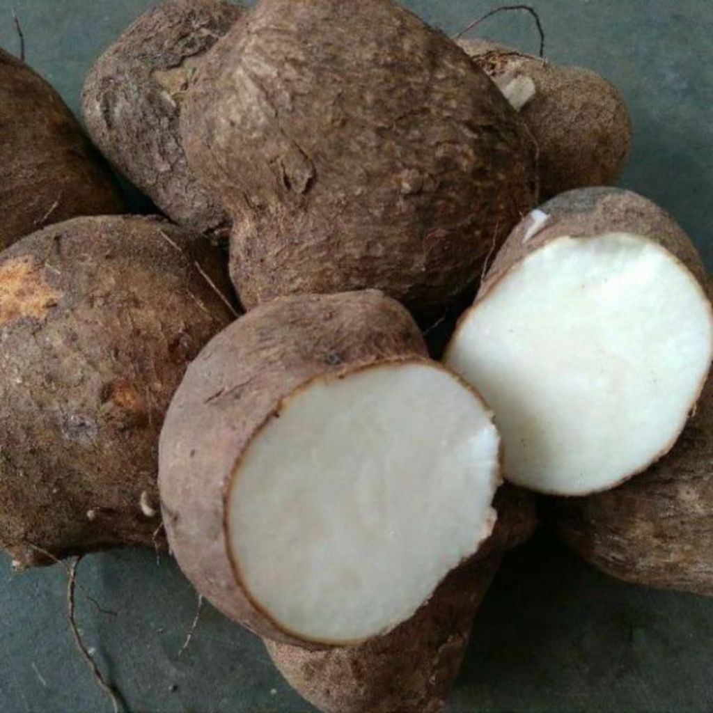 Bibit Umbi Uwi Putih siap tanam