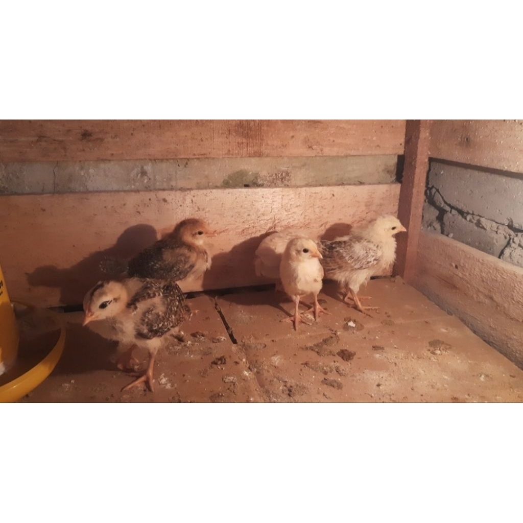 DOC AYAM PETELUR ELBA