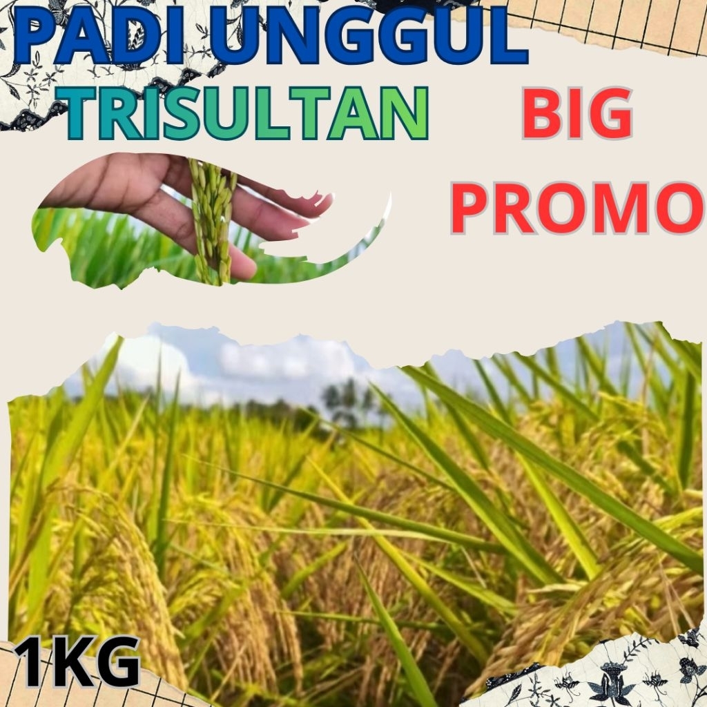 benih padi unggul trisultan original bibit padi trisultan kemasan 1KG