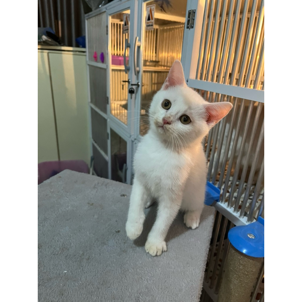 Kucing Scottish Straight