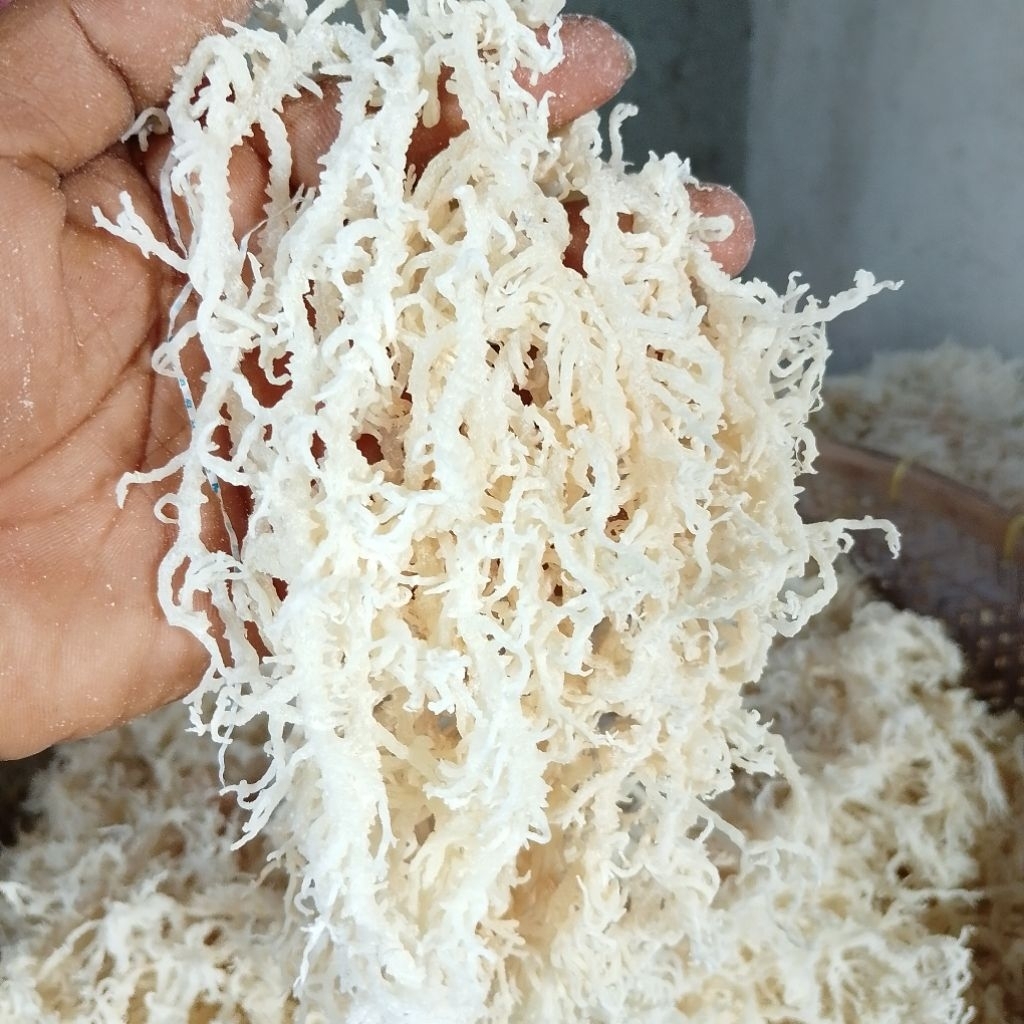 Rumput Laut Kering Buat Es Campur Dan Es Buah  Berat 2 Kiloan