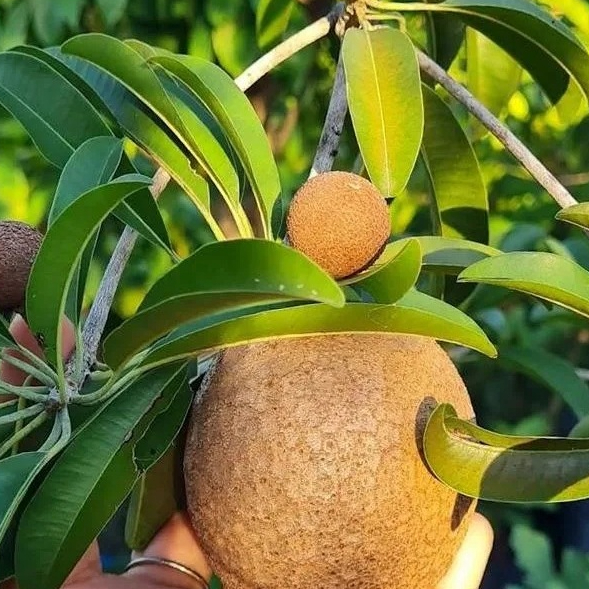 Entres sawo jumbo CM 19 Malaysia - pucuk tunas sawo jumbo CM 19 Malaysia