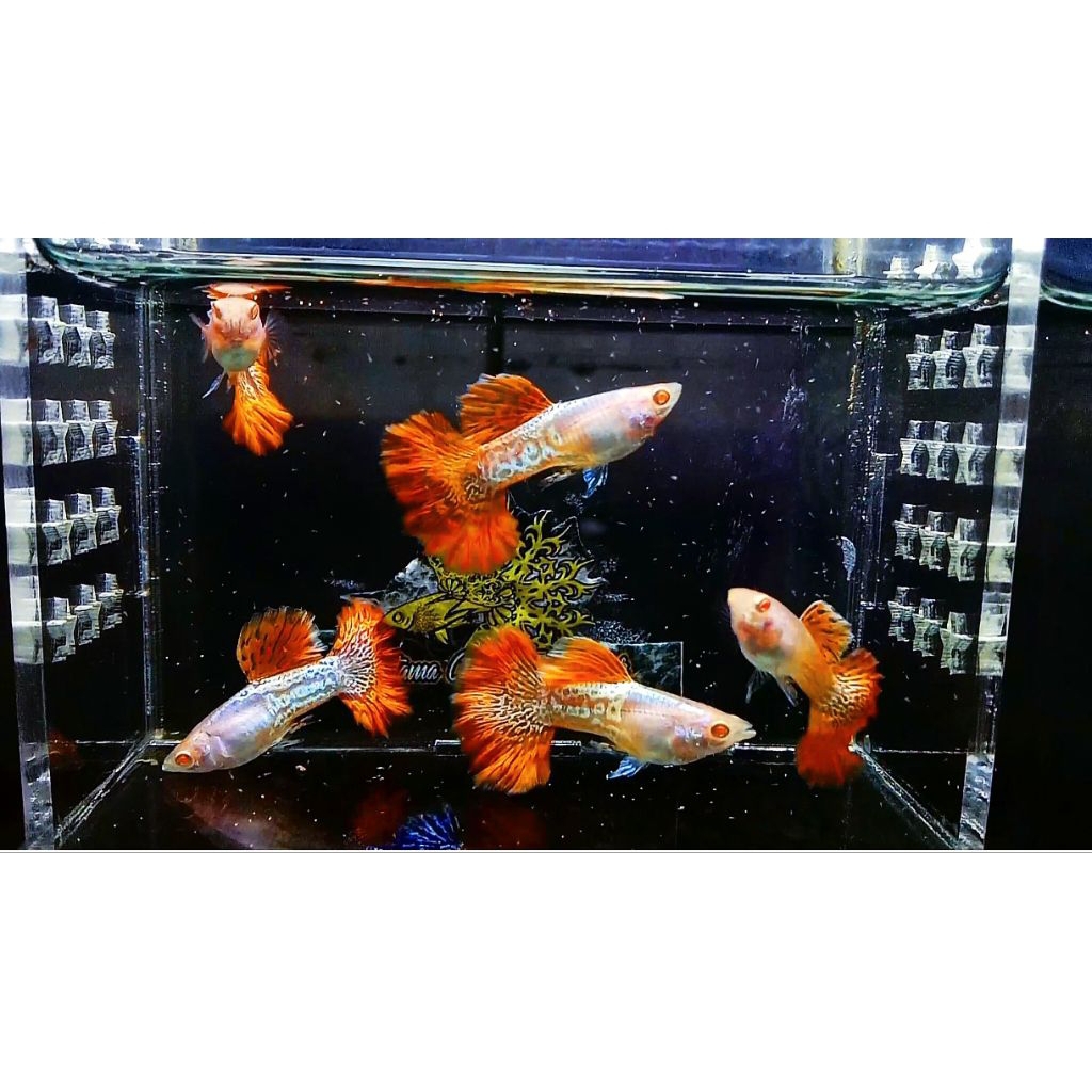 hiasan akuarium (albino metal Snakeskin red lace rose tail)