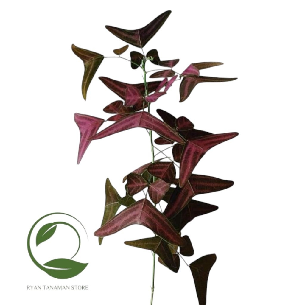 Tanaman Hias Oxalis Triaunglaris Batik Ungu - Oxalis Kupu Kupu Ungu