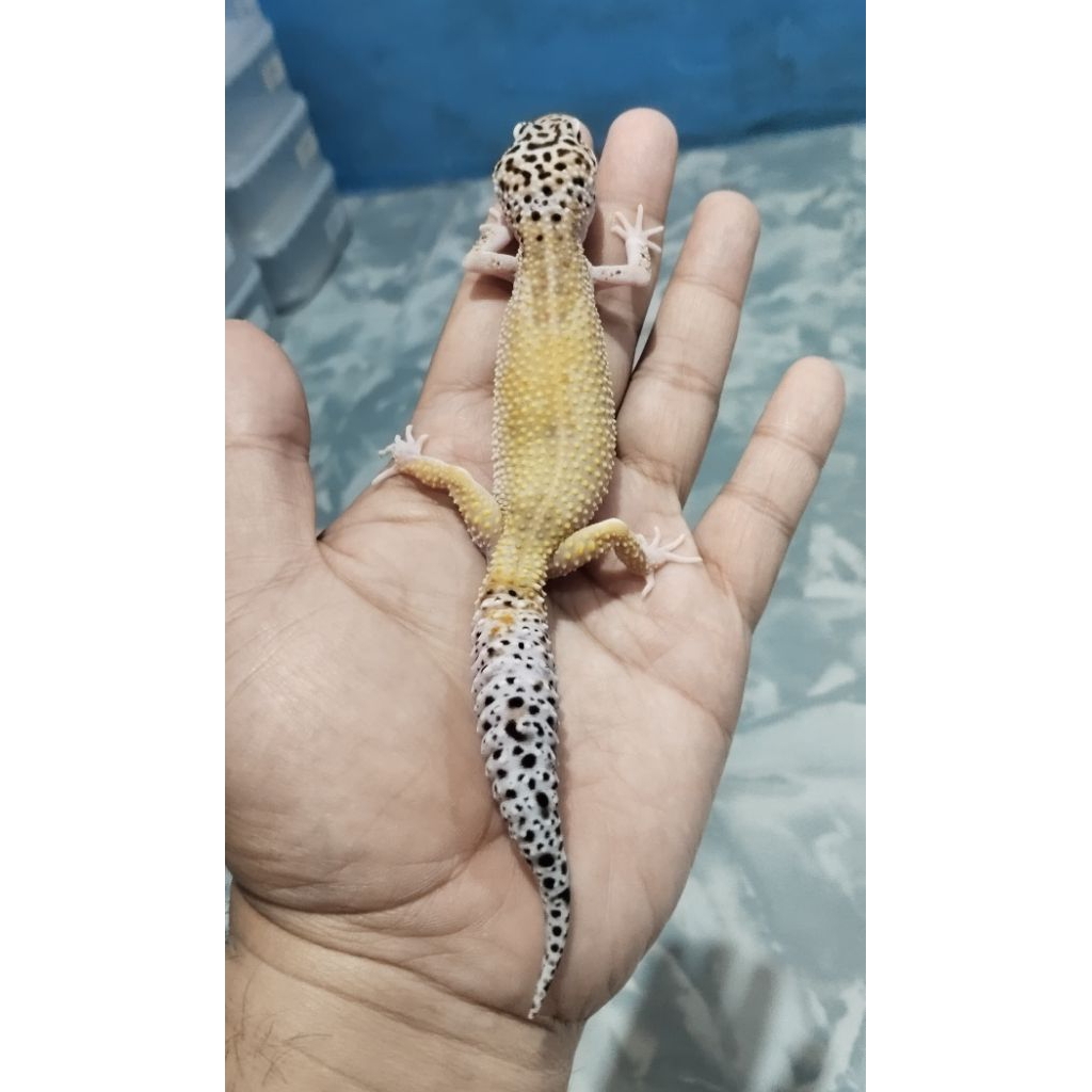 Mainan Leopard Gecko Macksnow Eclipse F (ADS010)