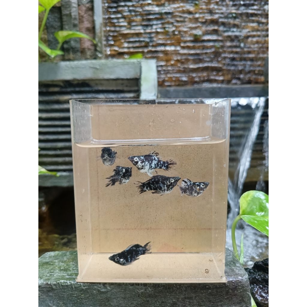 ikan hias molly balon calico