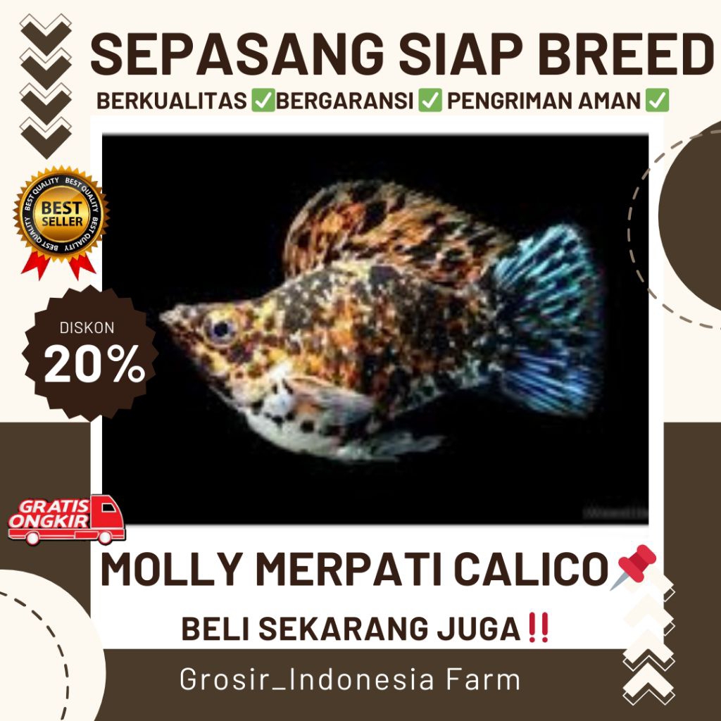 Hiasan Aquarium Molly Merpati Calico Roundtail
