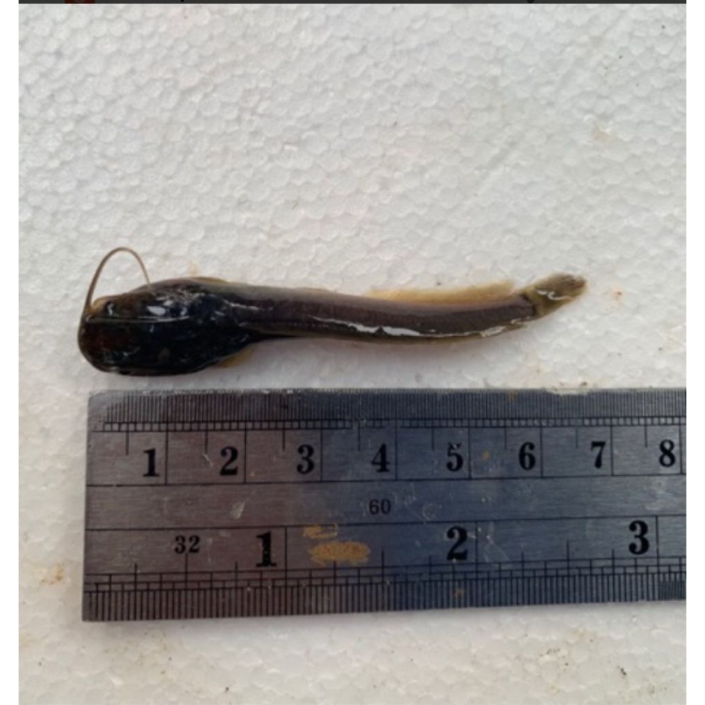 Bibit Lele Dumbo Panjang 6-7 cm (isi 40 ekor)