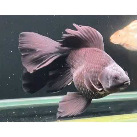 Hudielong Black Karasu | Hudielong Slayer | Koi Hudielong | ( KHUSUS INSTAN )