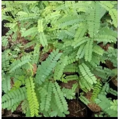 Bibit tanaman saga rambat - bibit daun saga obat herbal