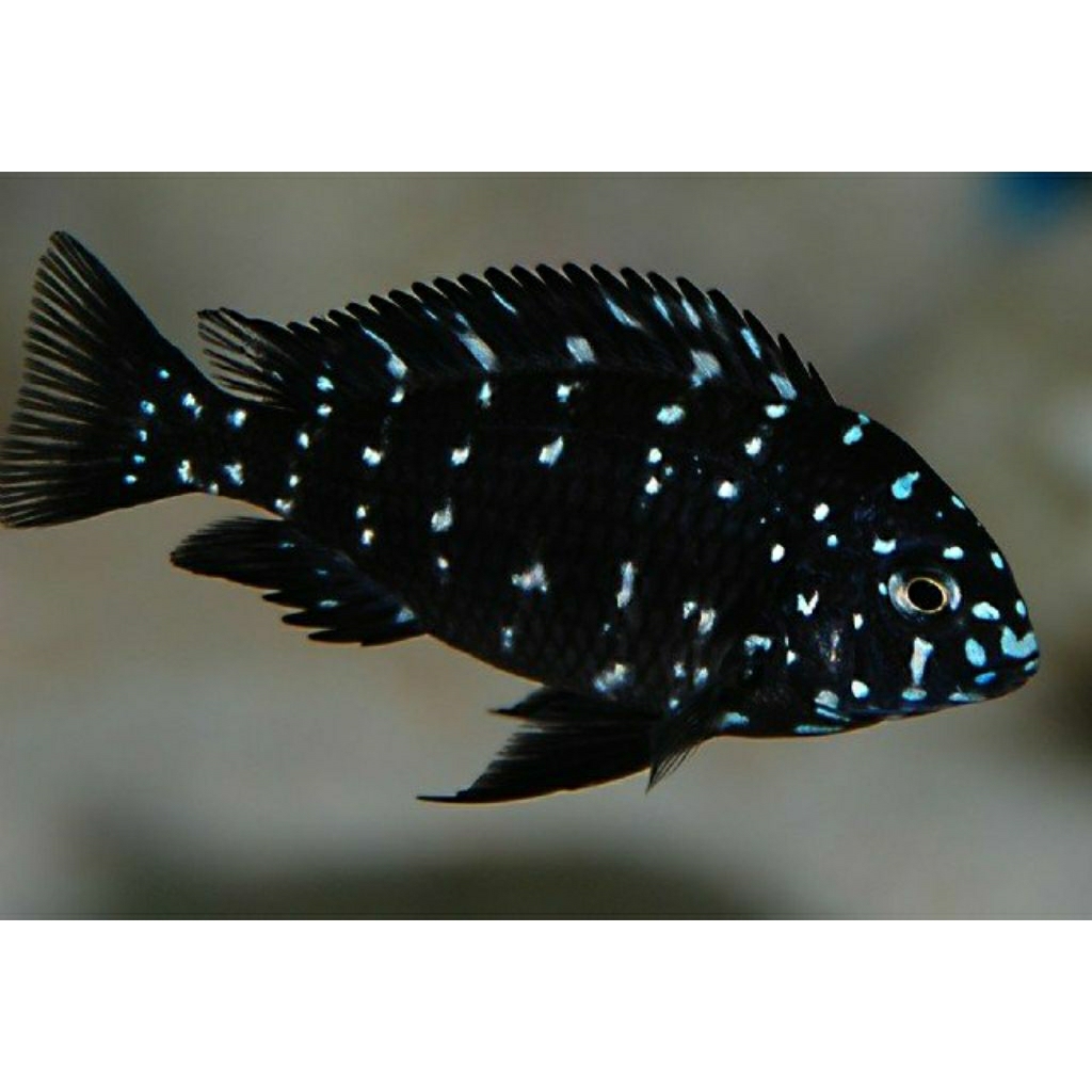 cichlid torpheus duboisi