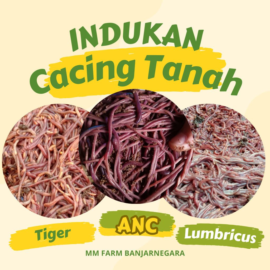 Indukan Cacing Tanah ANC/Tiger/Eisenia Fetida/Lumbricus Rubellus