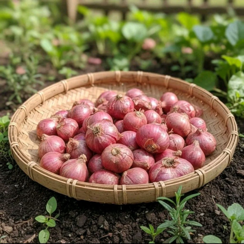 Bawang merah 1kg Bawang merah super frees Bawang merah tanggung jumbo Bawang merah kering